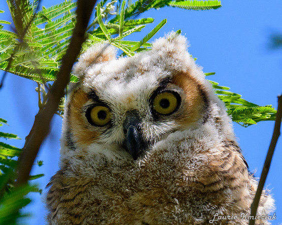 hawktower-040324-LAK_5480