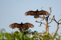 hawktower-040324-LAK_5434
