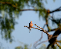 hawktower-040324-LAK_5430