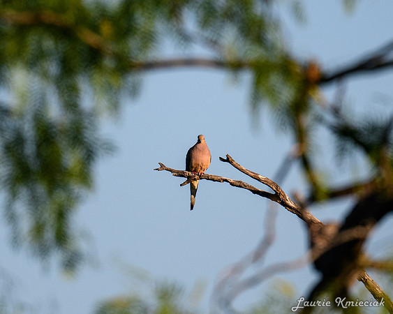 hawktower-040324-LAK_5430