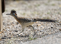 hawktower-040324-LAK_5452