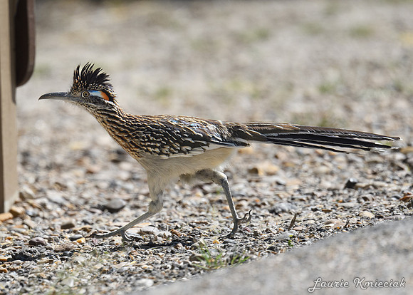 hawktower-040324-LAK_5452