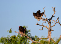 hawktower-040324-LAK_5428