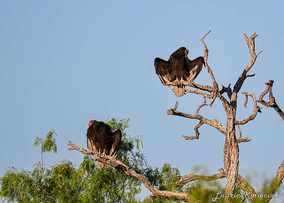 hawktower-040324-LAK_5428