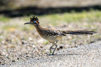 hawktower-040324-LAK_5448