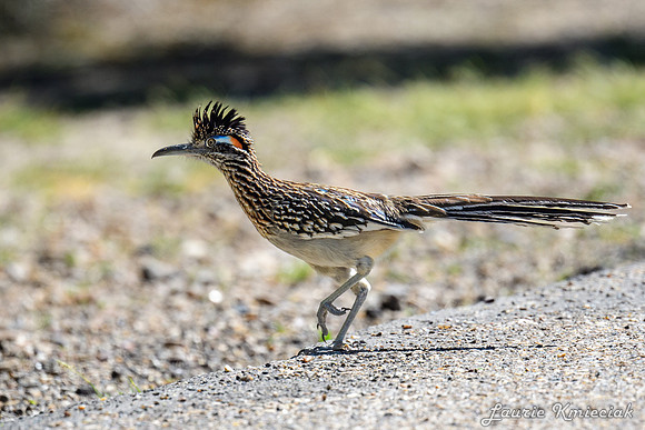 hawktower-040324-LAK_5448