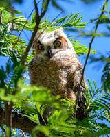 hawktower-040324-LAK_5479