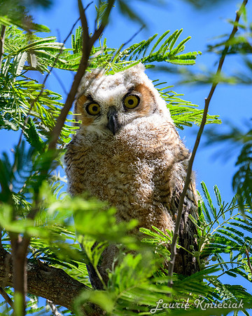 hawktower-040324-LAK_5479