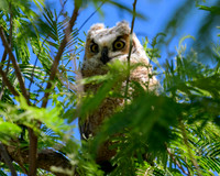 hawktower-040324-LAK_5466