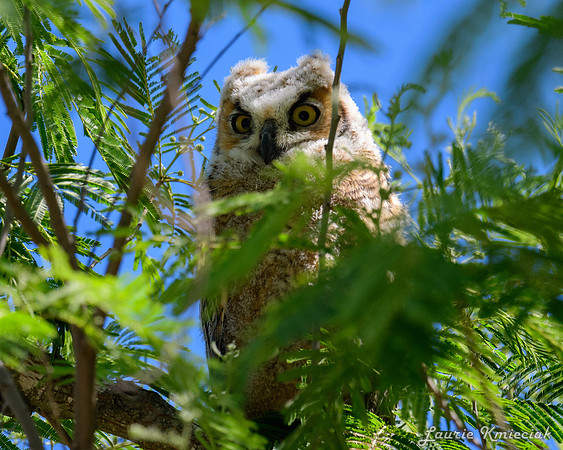 hawktower-040324-LAK_5466
