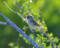 hawktower-040324-LAK_5401