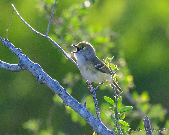 hawktower-040324-LAK_5401