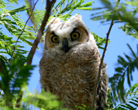 hawktower-040324-LAK_5481