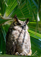 hawktower-040324-LAK_5513