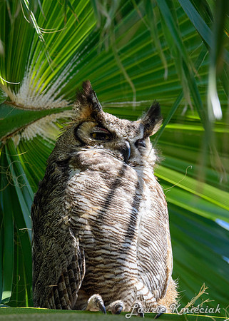 hawktower-040324-LAK_5513