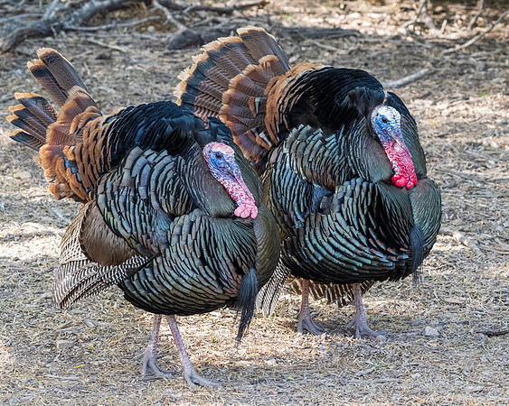 RGV birds_MAK0957
