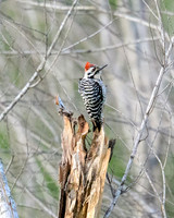 hawktower-040524-LAK_5587