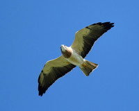 hawktower-040524-LAK_5533