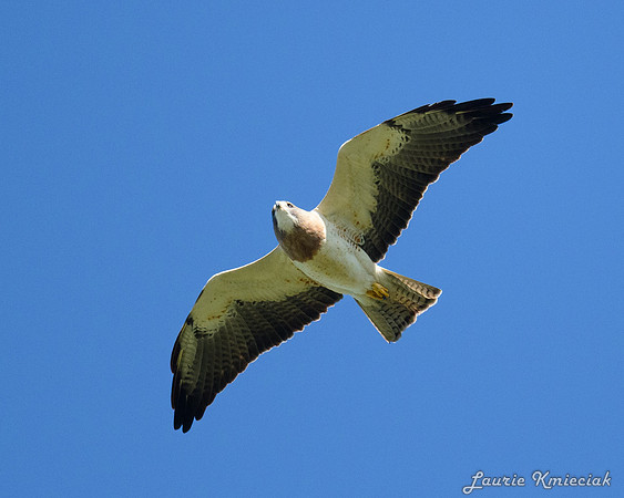 hawktower-040524-LAK_5533