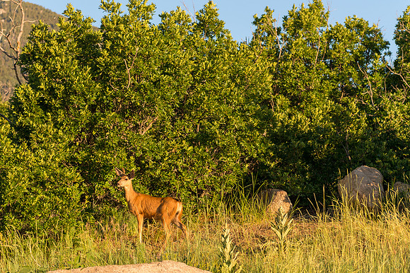 Colorado-MAK_8650