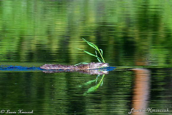 untitledLAK_0917-Enhanced-NR