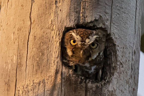 Elf Owl-7541
