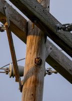 Elf Owl-7543
