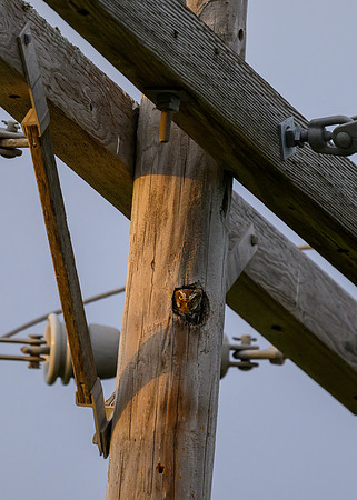 Elf Owl-7543
