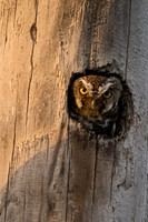 Elf Owl-7538