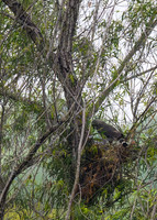 Bentsen SP-_MAK7678-Enhanced-NR
