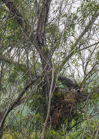Bentsen SP-_MAK7678-Enhanced-NR