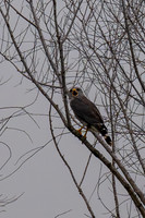 Bentsen SP-_MAK7662-Enhanced-NR