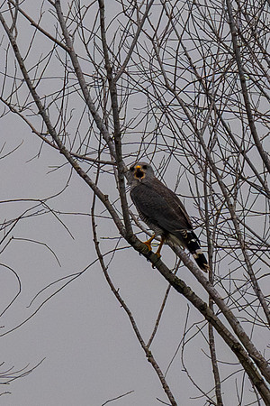 Bentsen SP-_MAK7662-Enhanced-NR