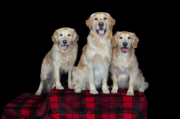 Group-Spirits Goldens-174