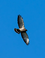 Bentsen SP_MAK7707-Enhanced-NR