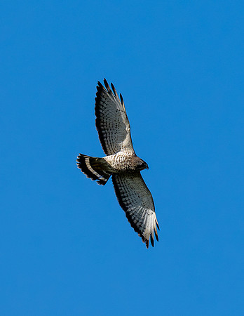 Bentsen SP_MAK7707-Enhanced-NR