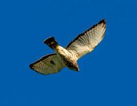 Bentsen SP_MAK7737-Enhanced-NR