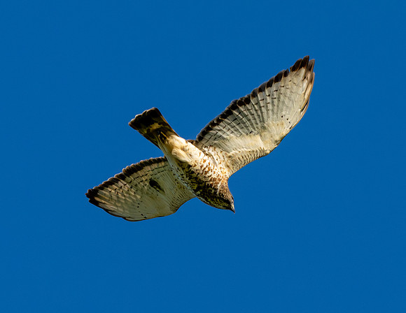 Bentsen SP_MAK7737-Enhanced-NR