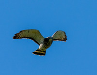 Bentsen SP_MAK7767