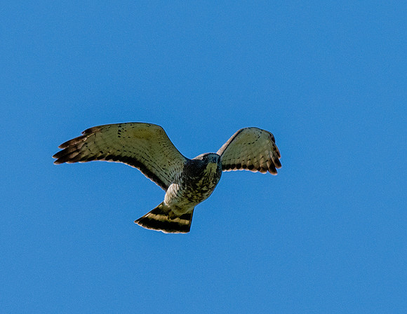 Bentsen SP_MAK7767