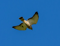 Bentsen SP_MAK7738-Enhanced-NR