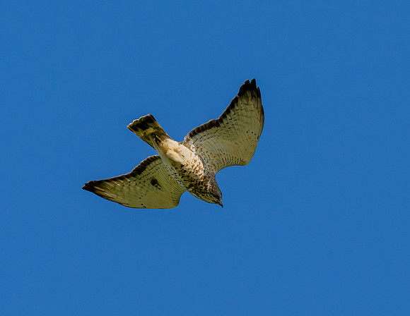 Bentsen SP_MAK7738-Enhanced-NR