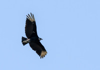 Black Vulture_MAK7880-Enhanced-NR