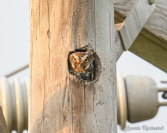 Elf Owl-040524-LAK_5618-Enhanced-NR