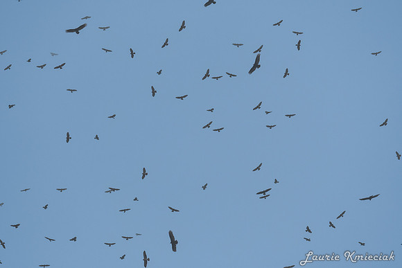 04082024-LAK_5815