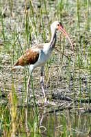 Santa-Ana-wildlife-MAK_2527