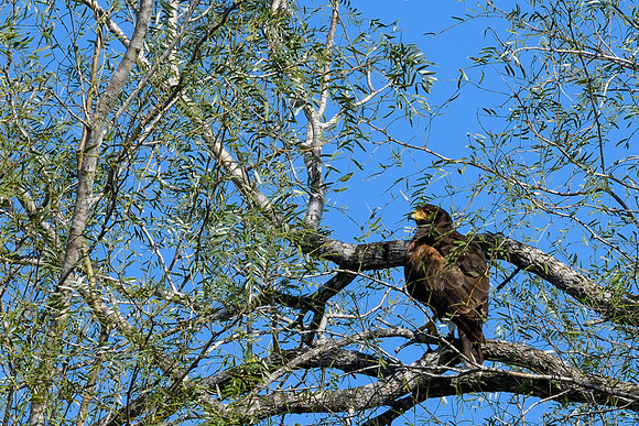 Bentsen-Rio Grande State ParkLAK_1612