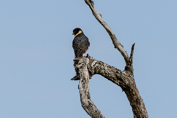 Bat-Falcon-MAK_4227