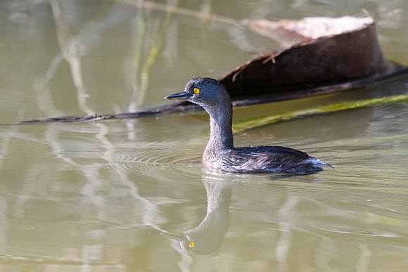 Santa Ana NWF-LAK_2079