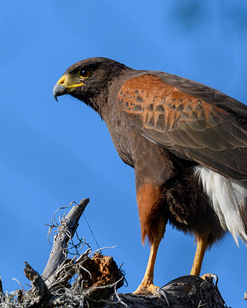 Santa Ana NWF-LAK_2323